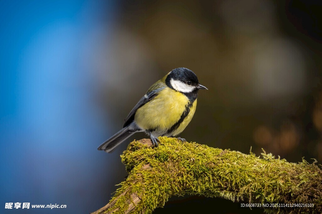 枝头青苔上的小鸟