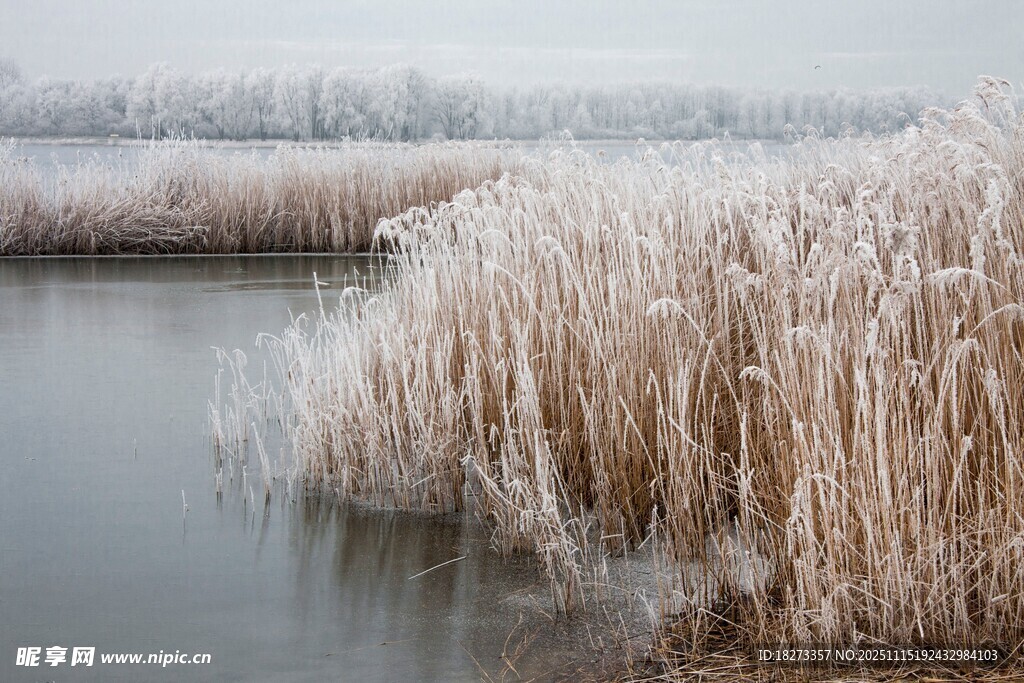 冬日湖畔芦苇景观