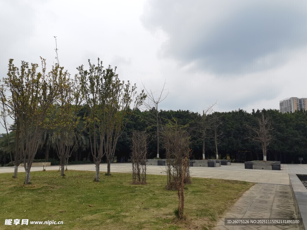 公园内的树木与开阔草地