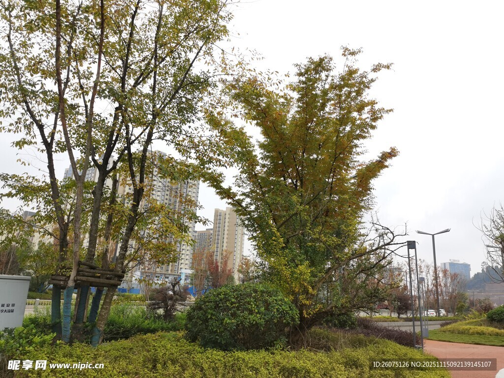 城市公园中的绿植景观