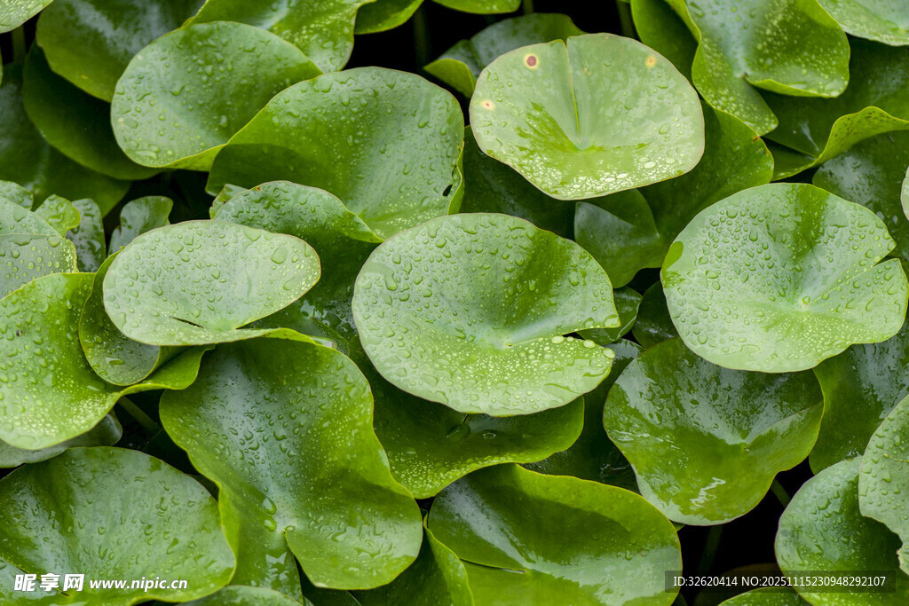 翠绿铜钱草叶片密集