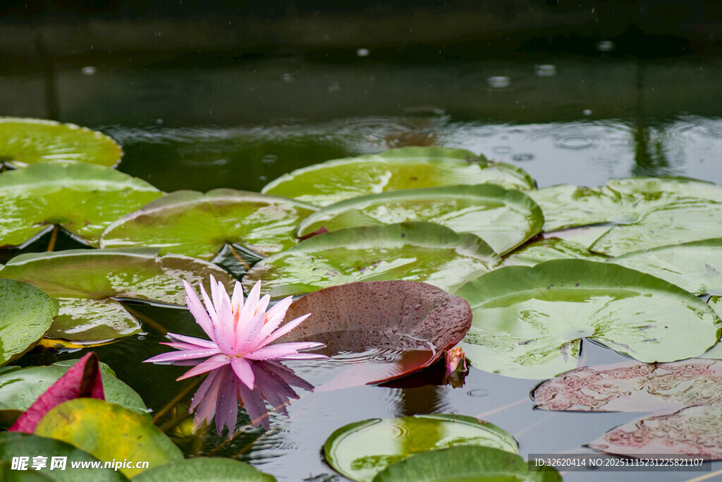 水中绽放的娇艳粉色睡莲