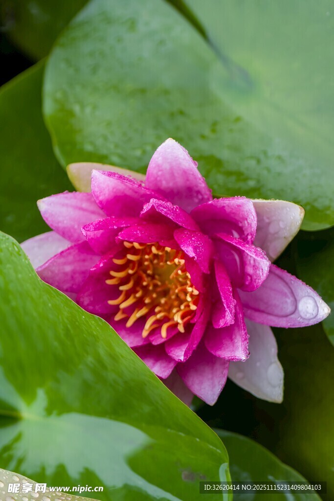 娇艳睡莲绽放绿叶间