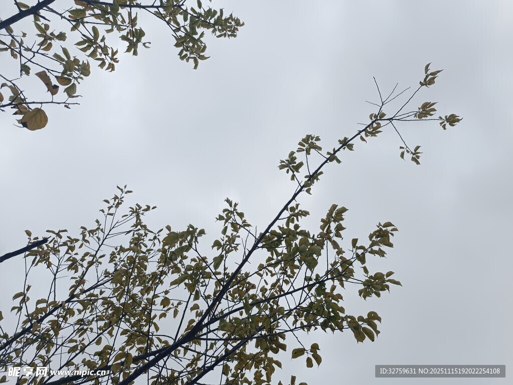 枝头绿叶映灰白天空