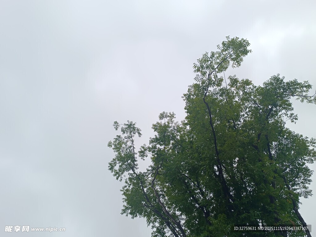 仰视绿树与灰蒙天空