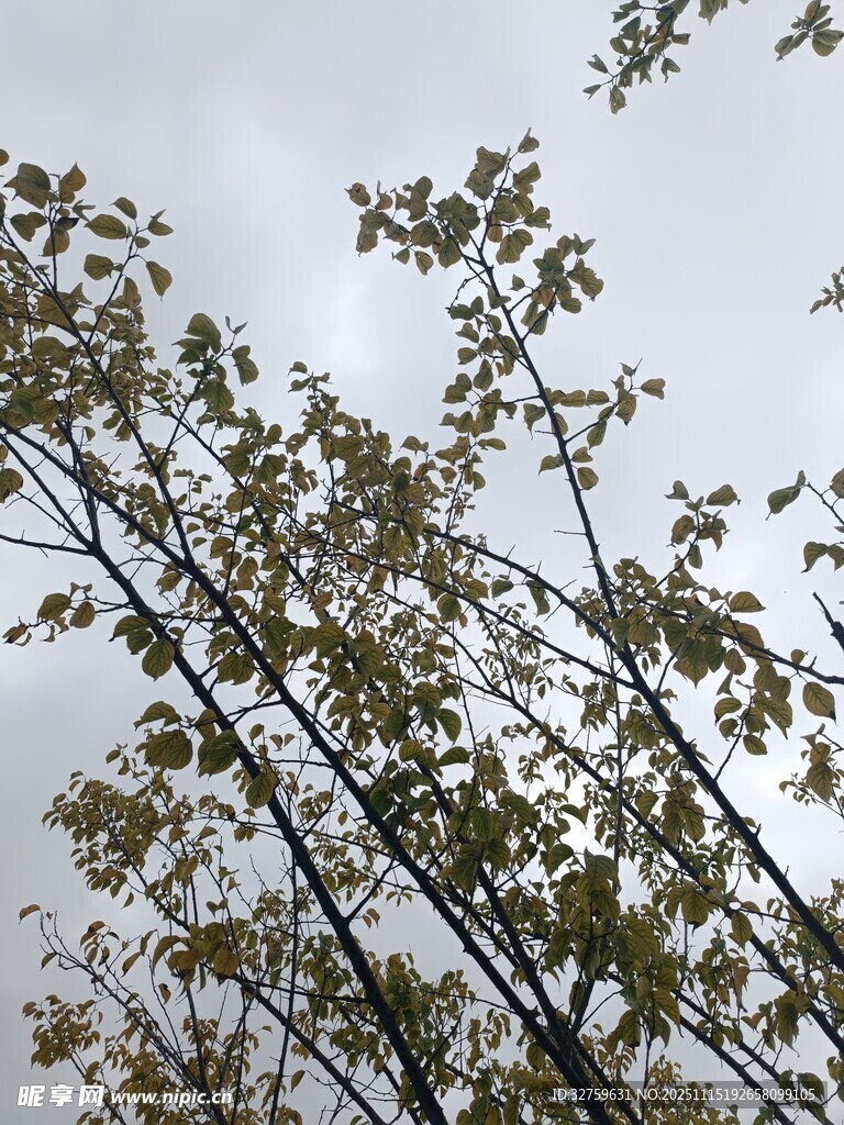 枝头嫩叶映灰白天空