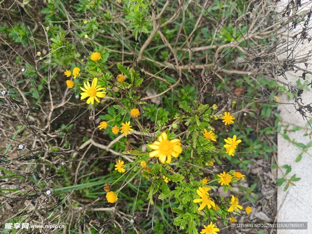 草丛中的黄色小花绽放