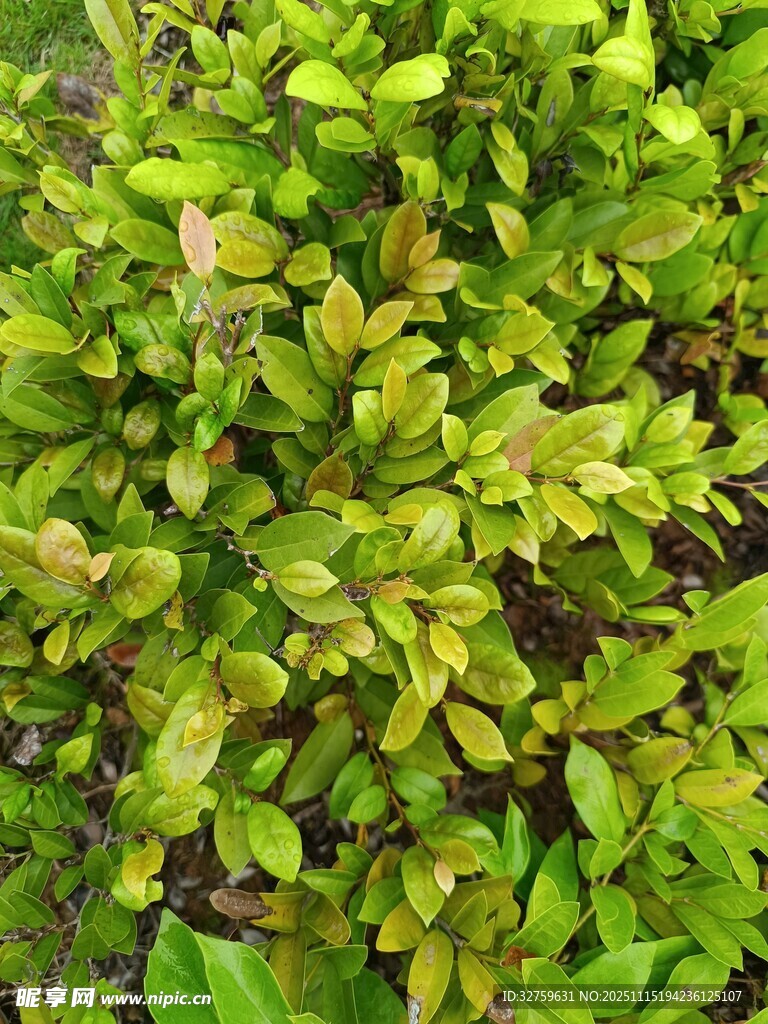 翠绿繁茂的植物叶片