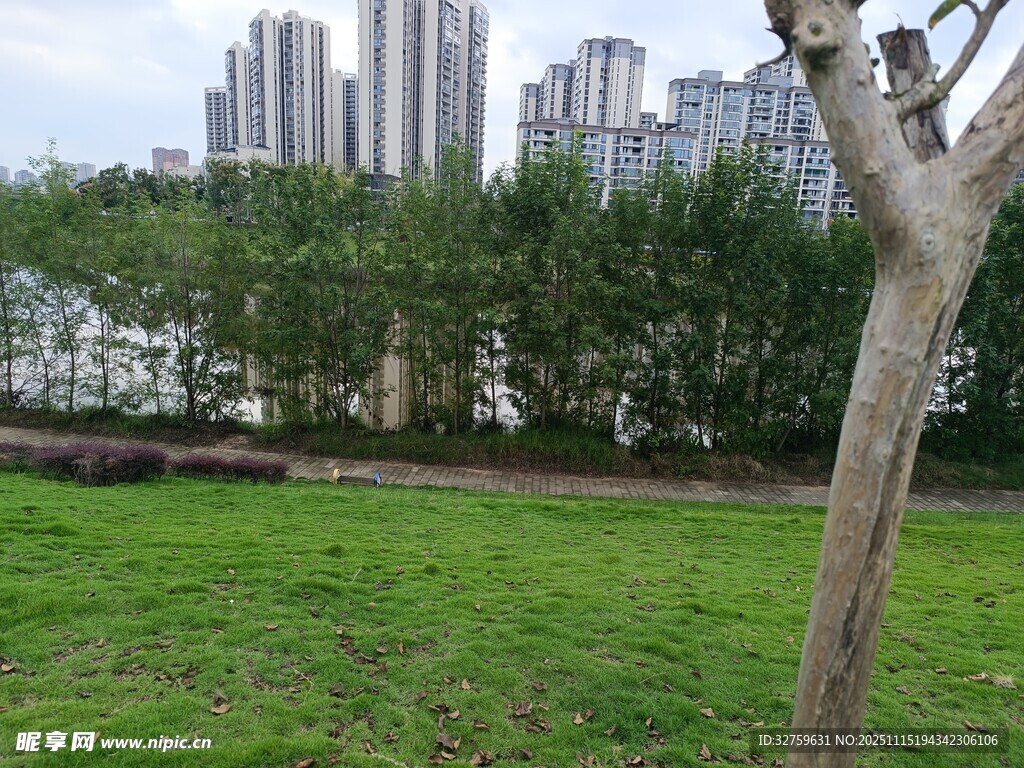 城市绿地中的孤树景观