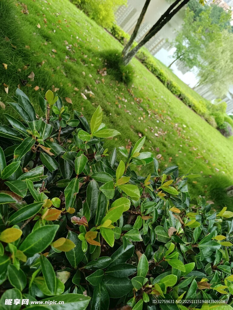 绿意盎然的园林植物景观