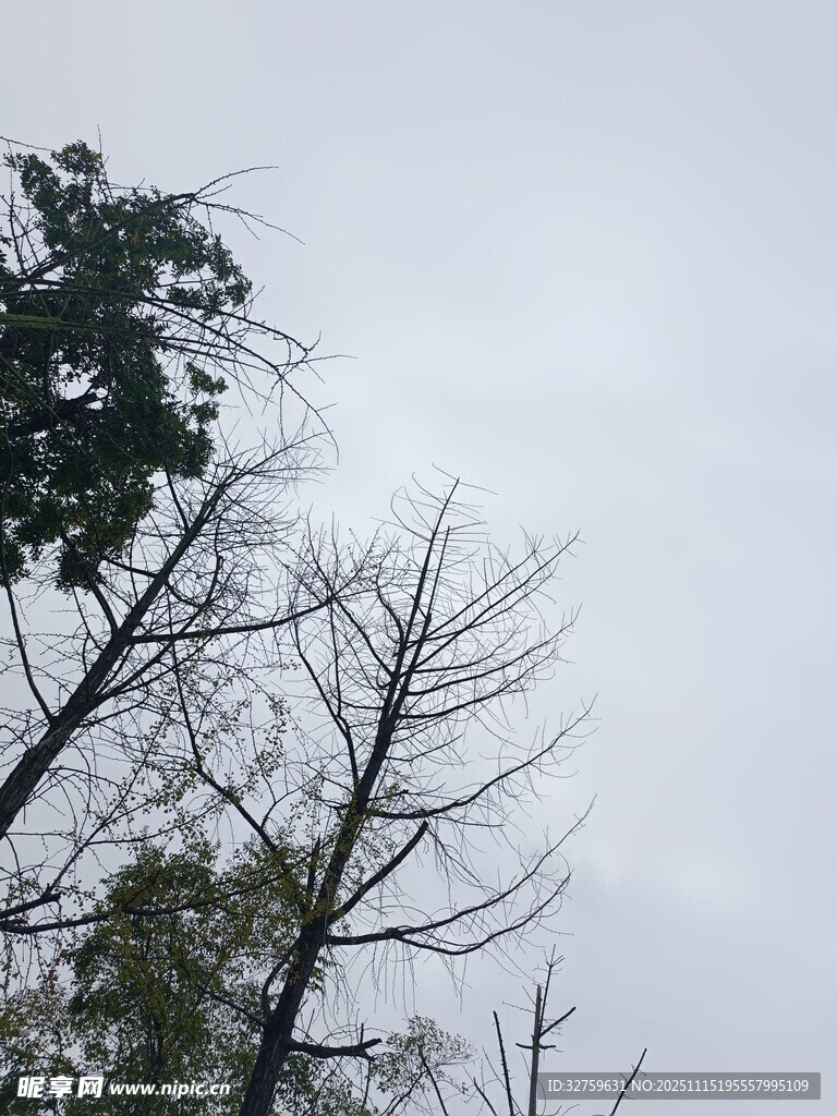 枯树与绿树对比景象