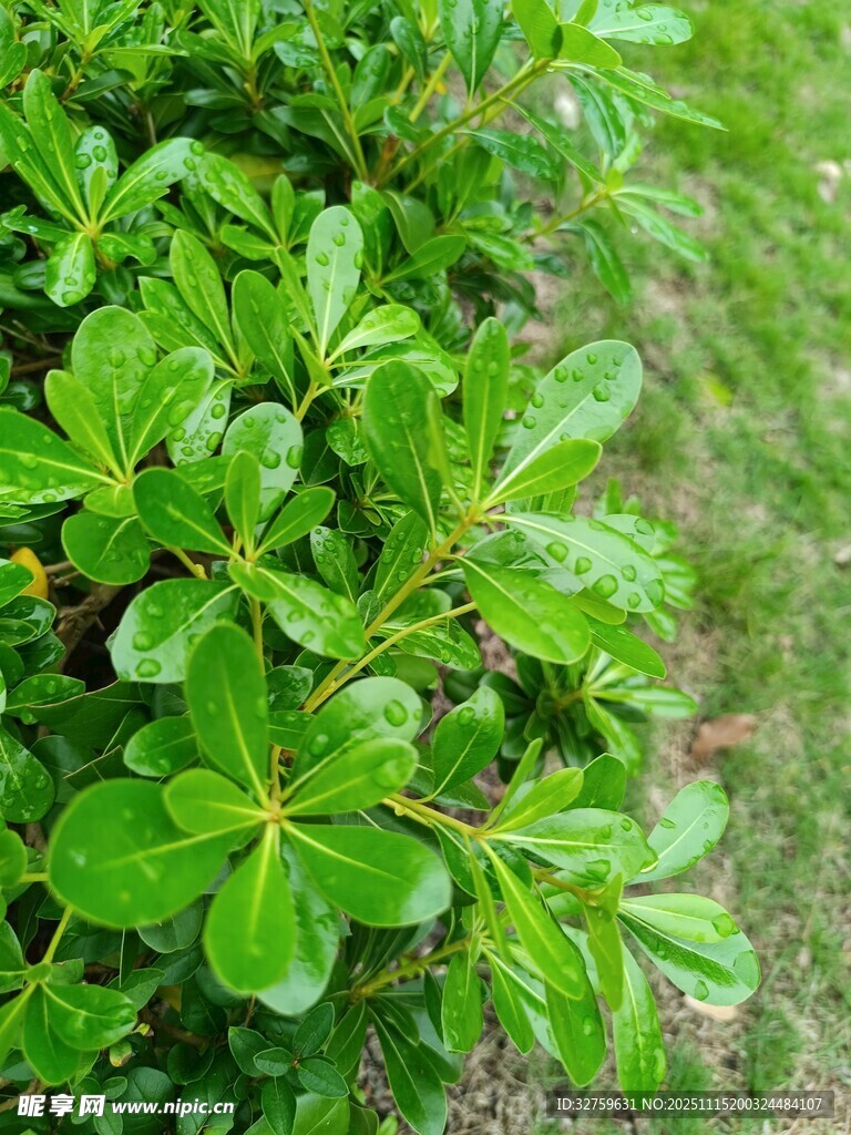 翠绿繁茂的绿叶植物