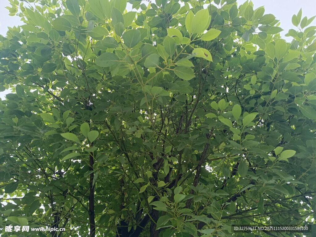 繁茂绿树