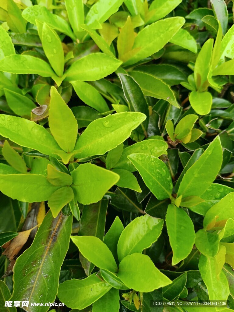 翠绿繁茂的叶片植物