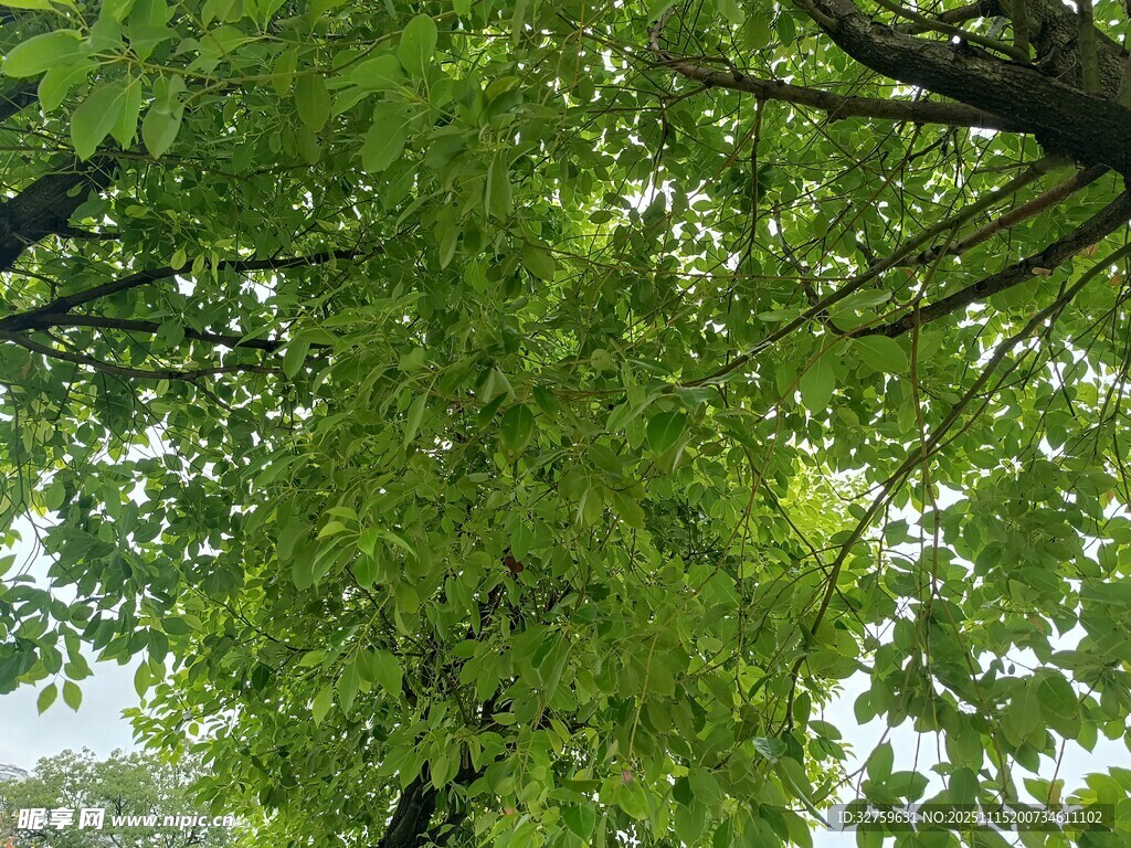 仰视繁茂绿树树冠