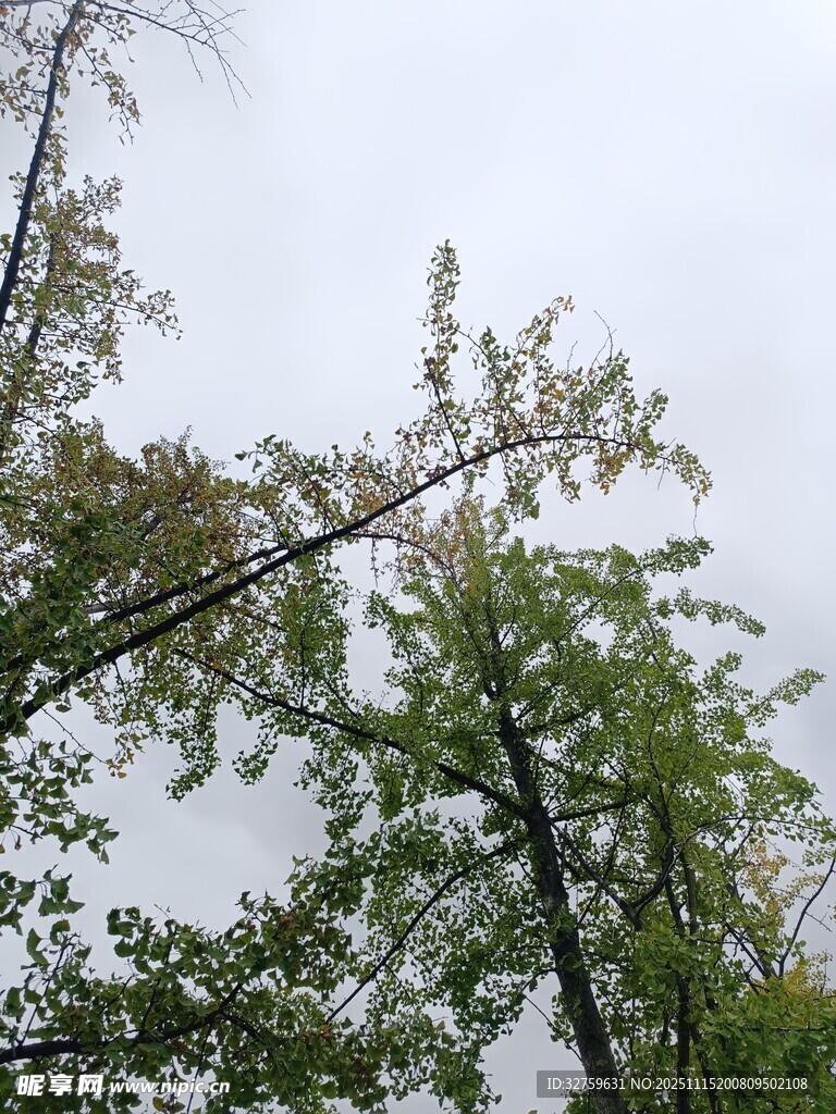 仰视视角下的繁茂绿树