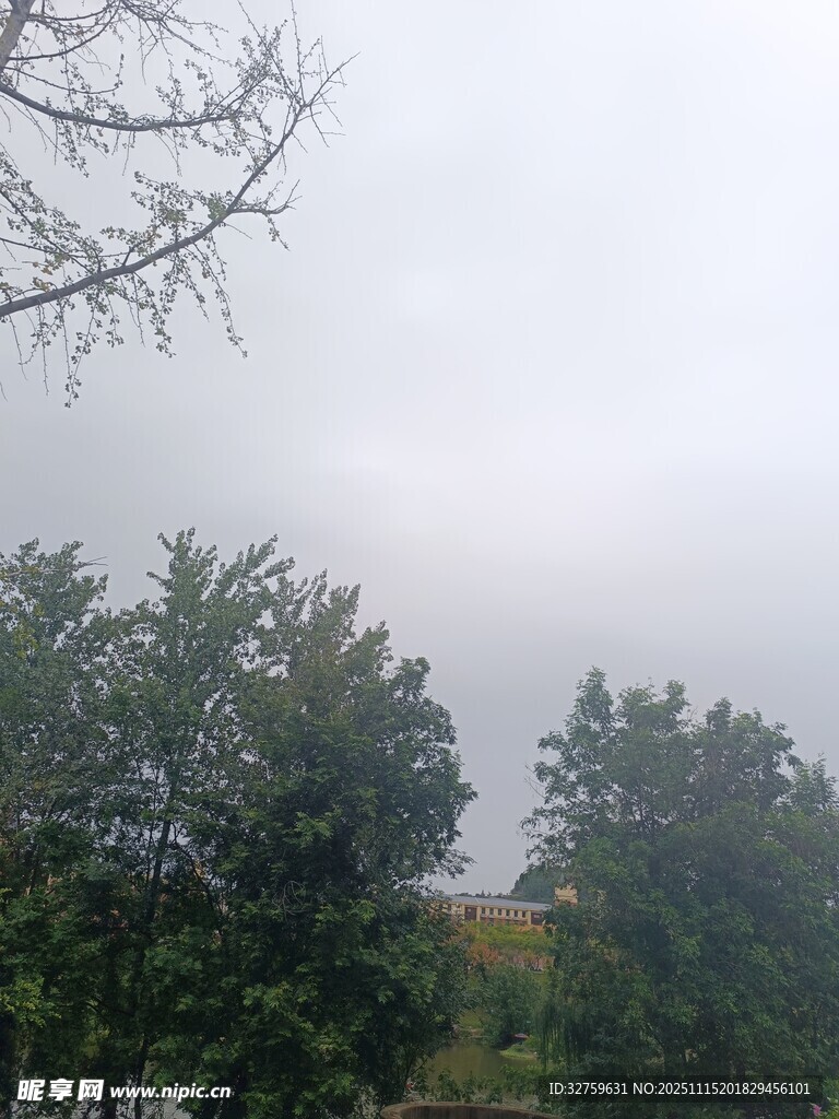阴天中的树木景观