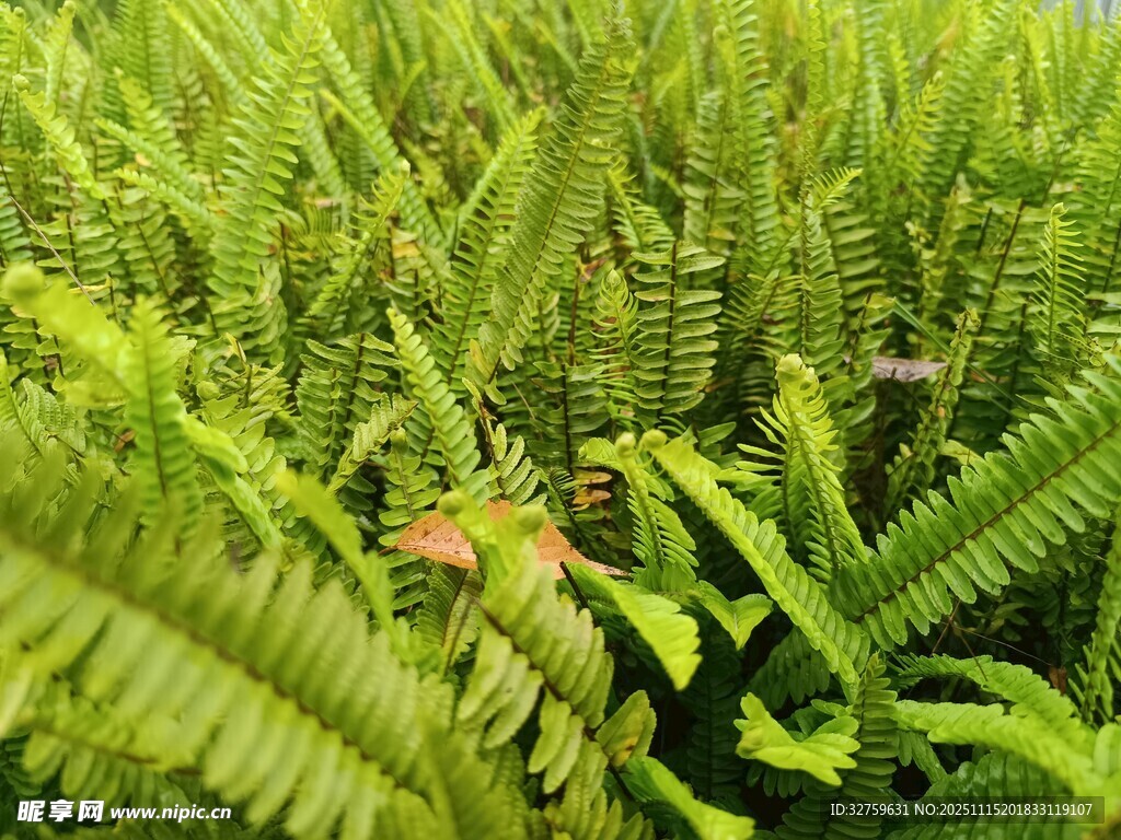 翠绿蕨类植物生机盎然