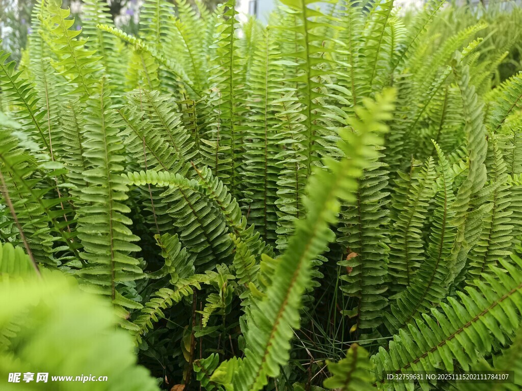 翠绿蕨类植物生机盎然