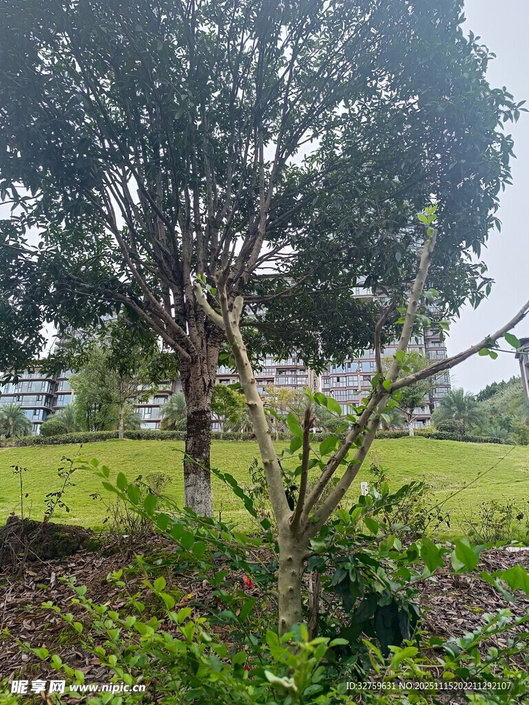 户外绿意盎然的树木景观