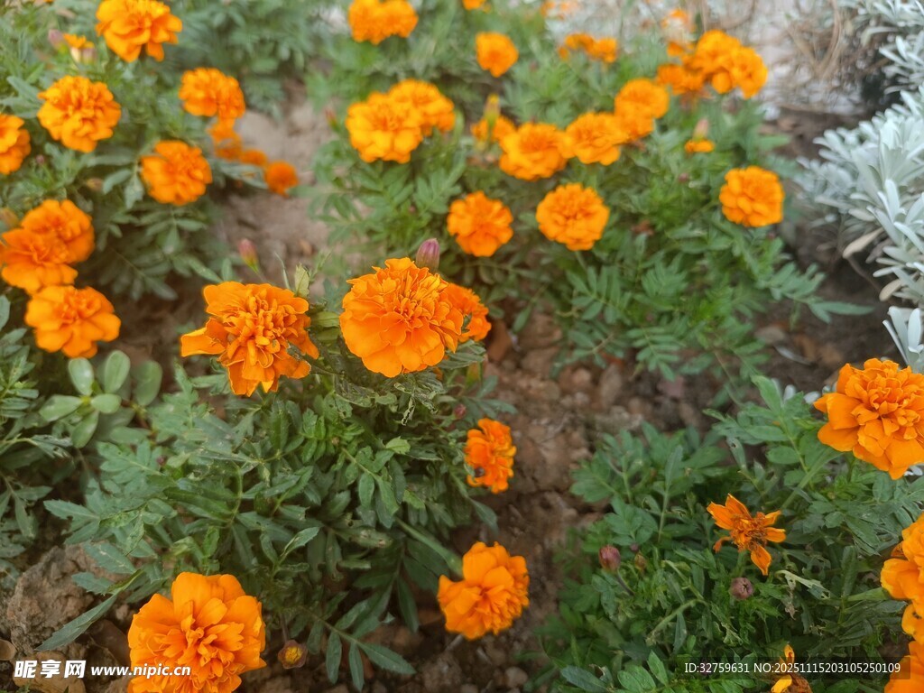 橙色万寿菊绽放的美丽画面