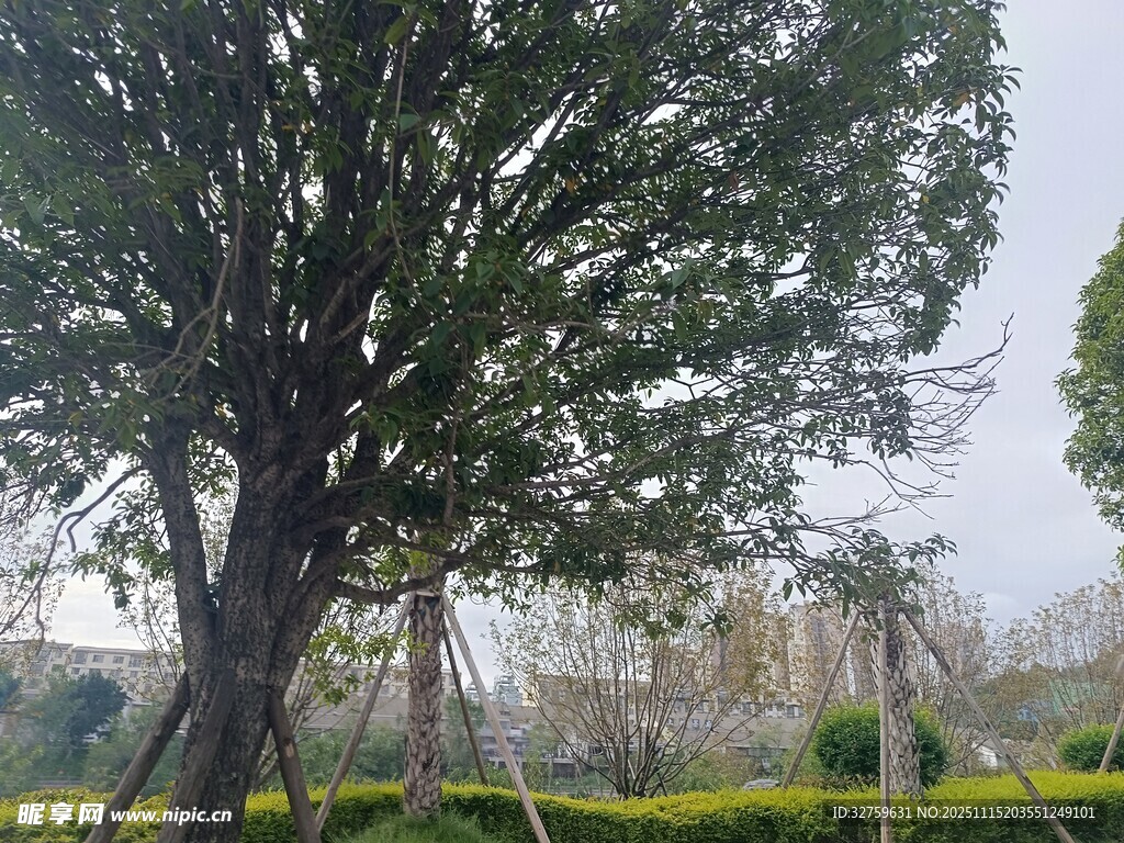 公园中的繁茂大树