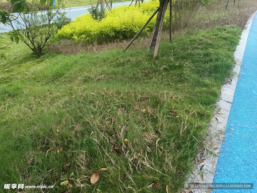 路边绿意盎然的草地景观