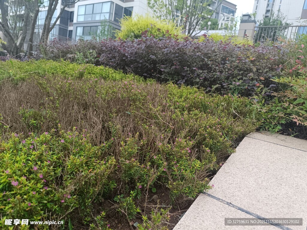 城市路边多彩绿植景观