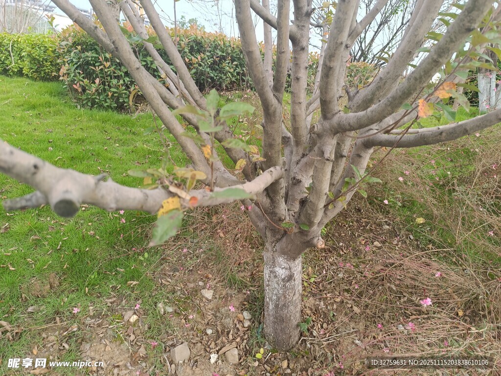 光秃树干立于绿草旁