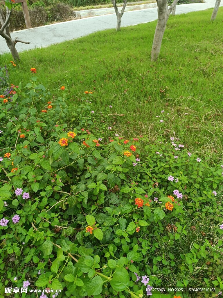 多彩花草装点的绿意景致