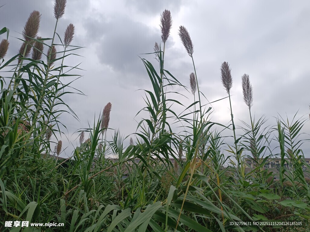 田野中的芦苇与阴沉天空