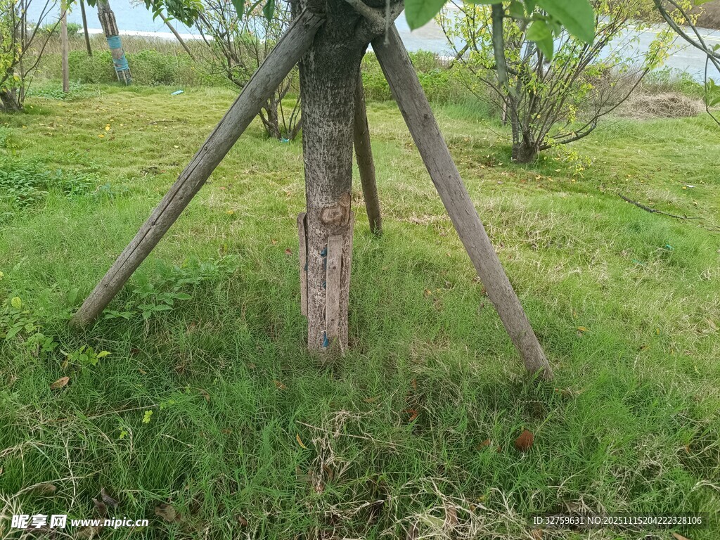 草地上的三脚架支撑的树