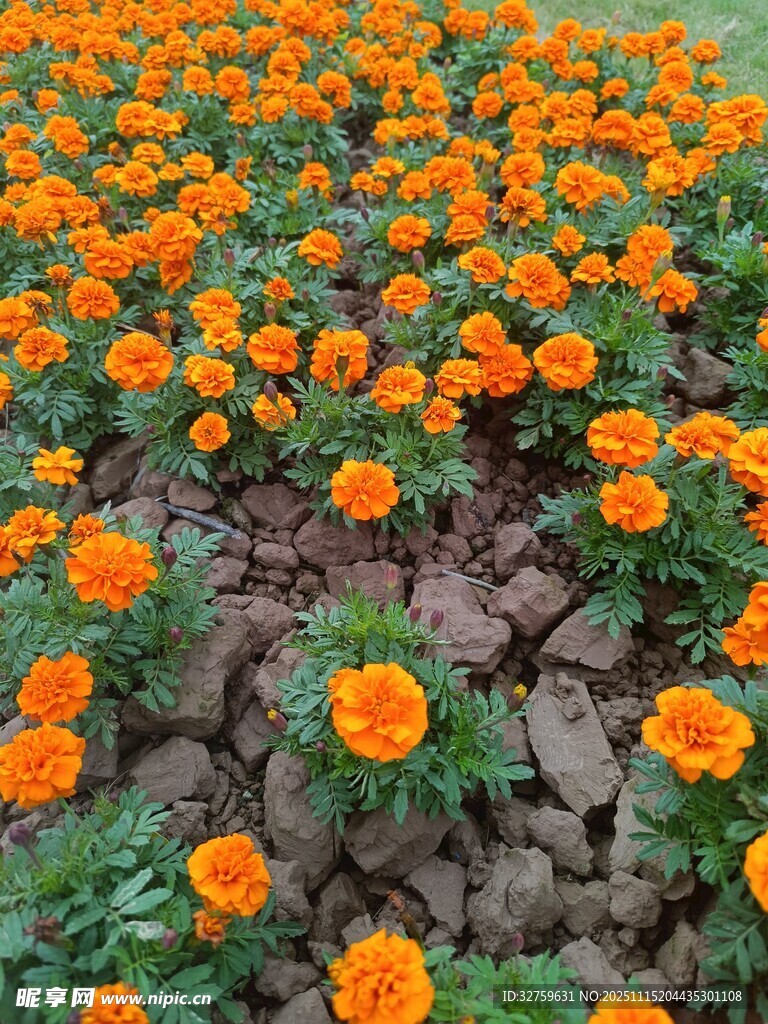 橙色万寿菊绽放的美丽