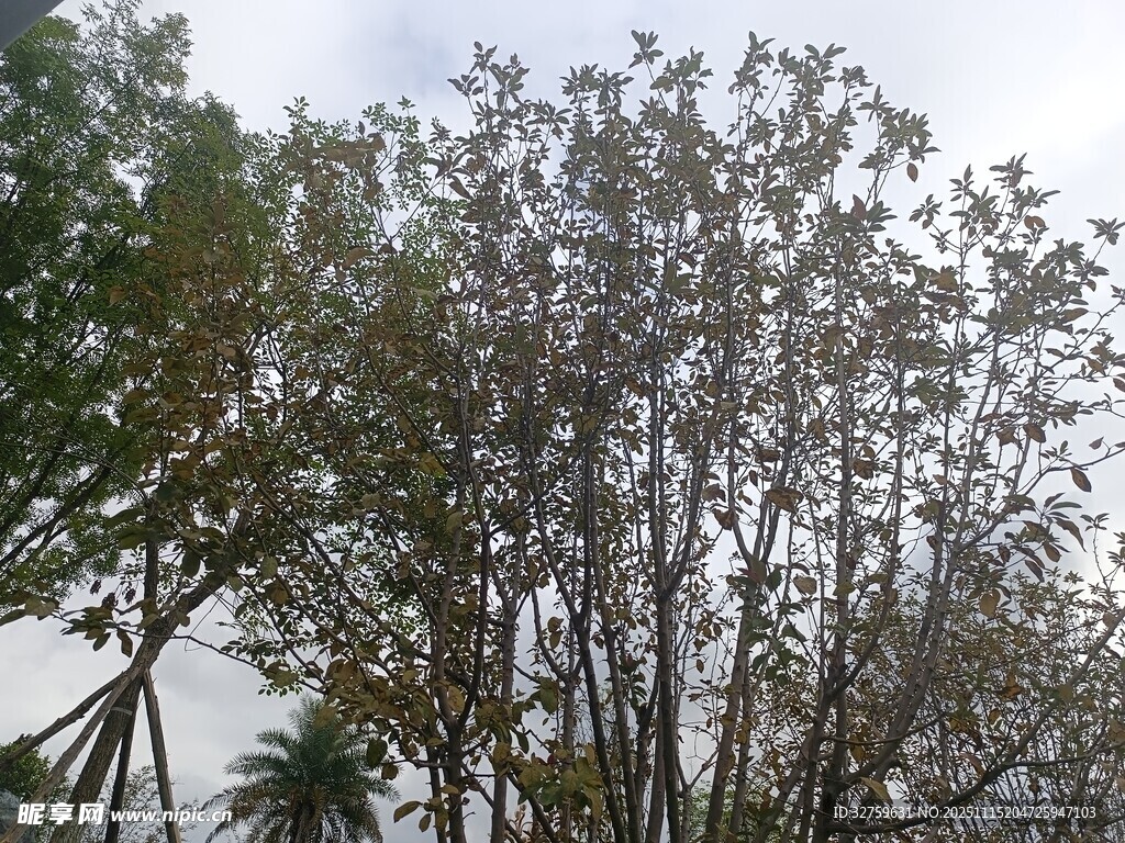 枝叶繁茂的树木景观