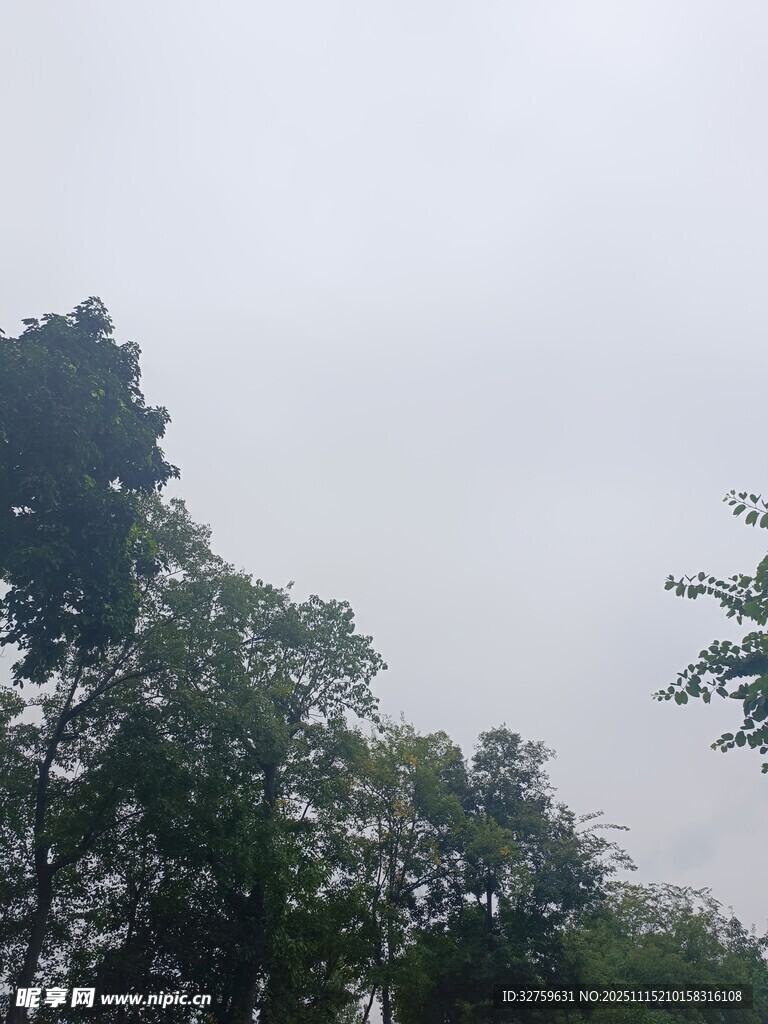 阴天中的繁茂树木