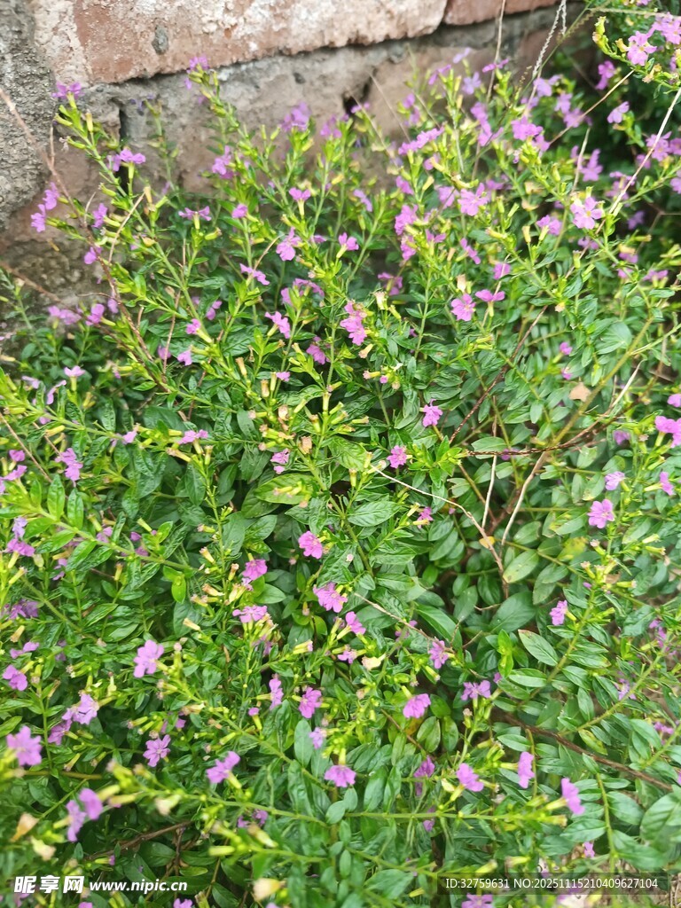 墙边绽放的紫色小花