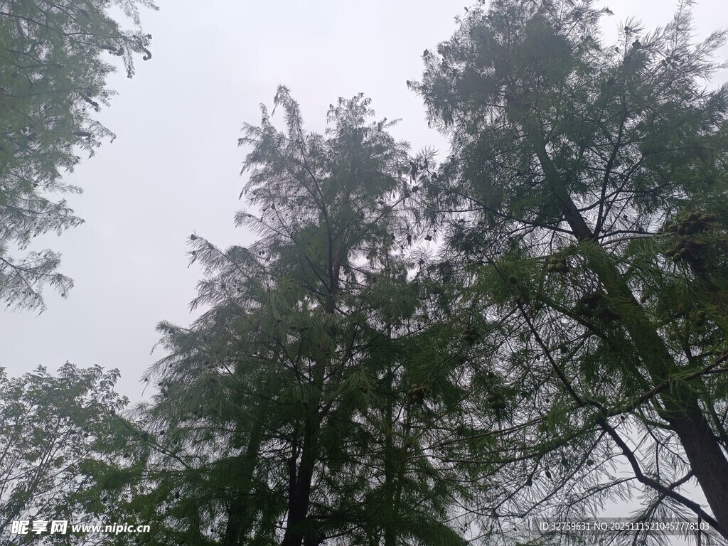 仰视茂密森林树木