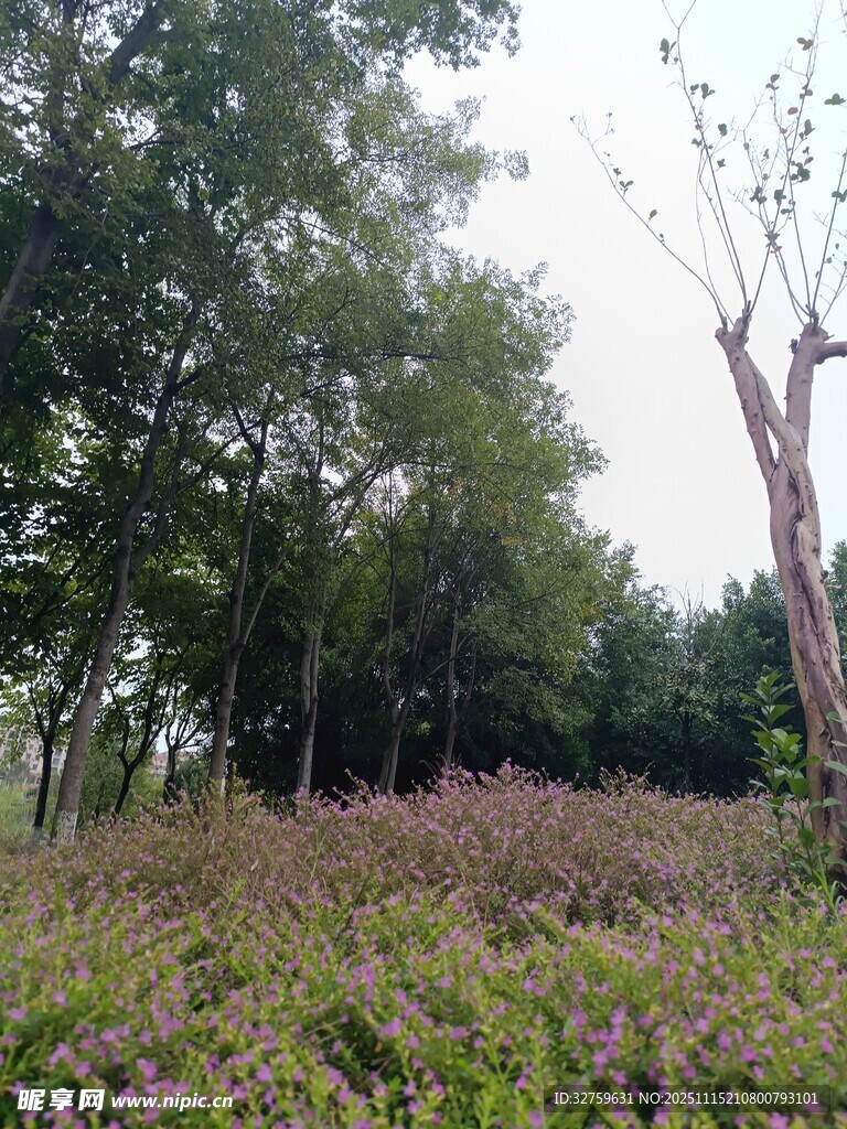 林间繁茂花草景观