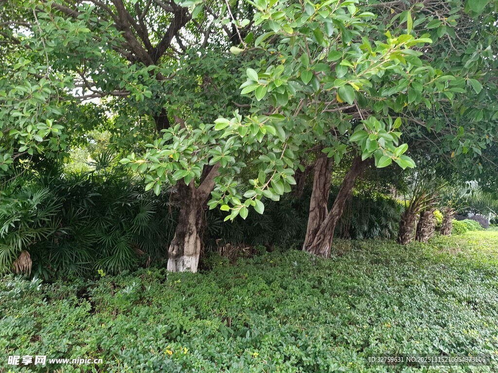 繁茂树林中的绿意景致