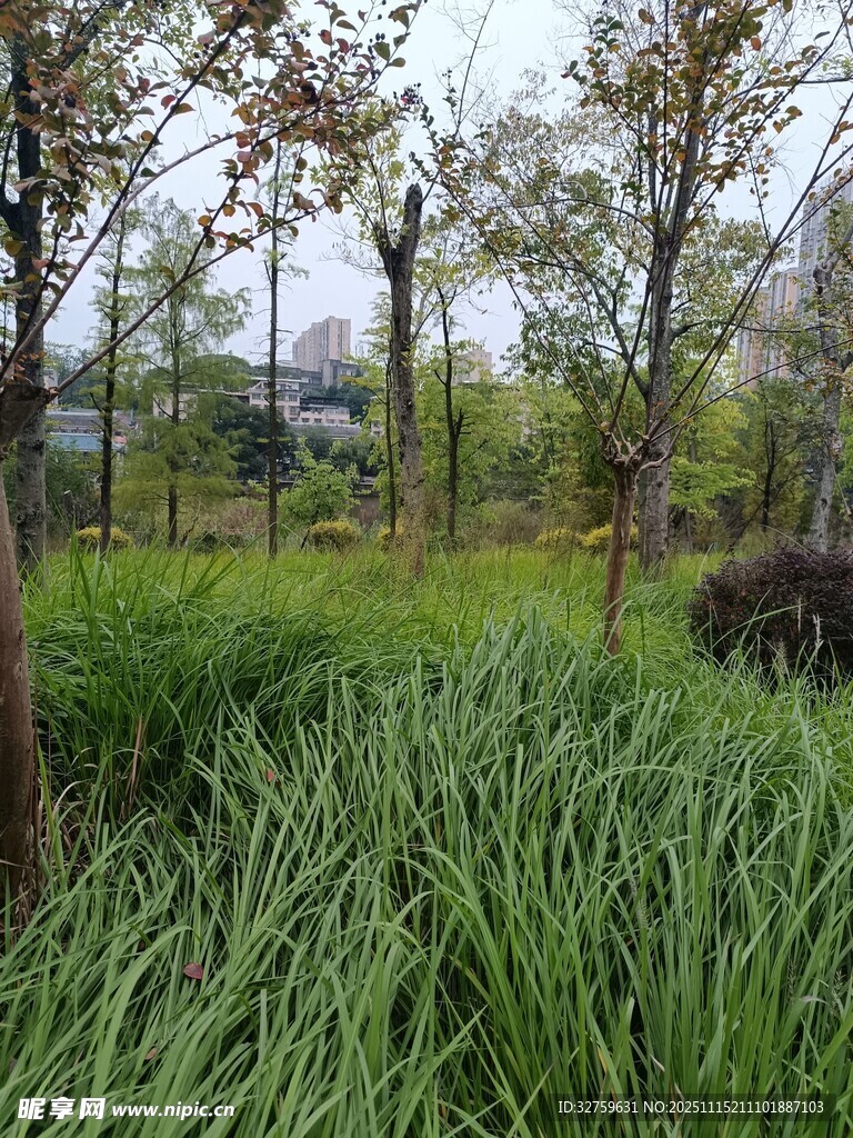 绿意盎然的户外自然景观