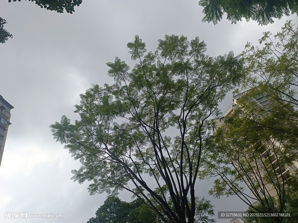 仰视视角下的繁茂绿树