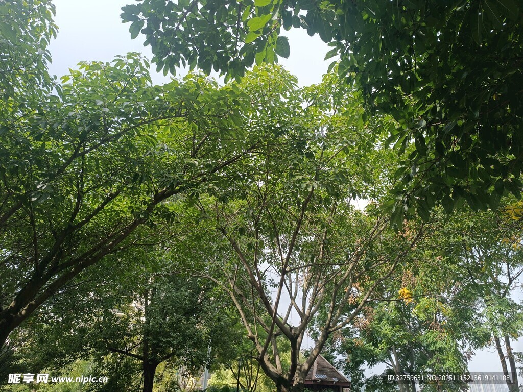 繁茂树林绿意盎然