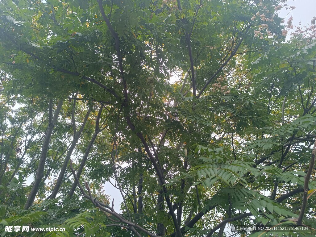 茂密枝叶间的斑驳光影