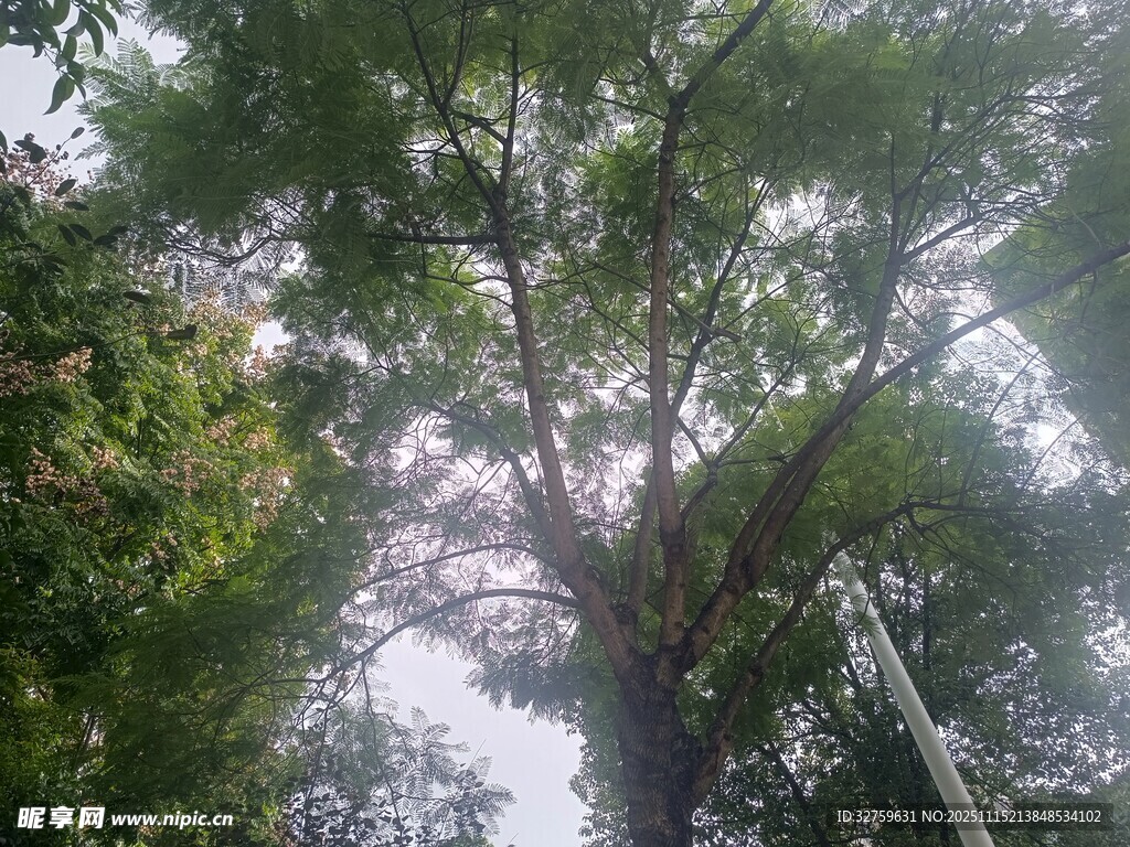 高大繁茂的树木景观