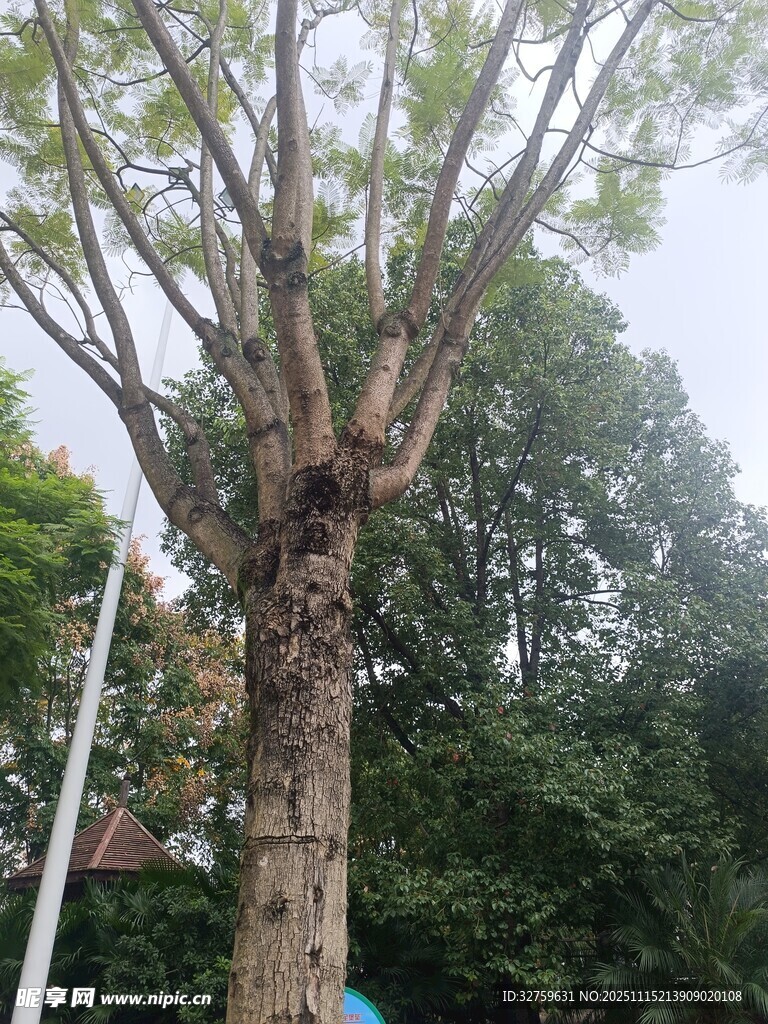 树干上奇特的树洞景观