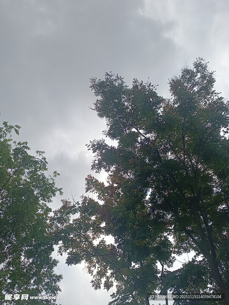 天空下的繁茂树木