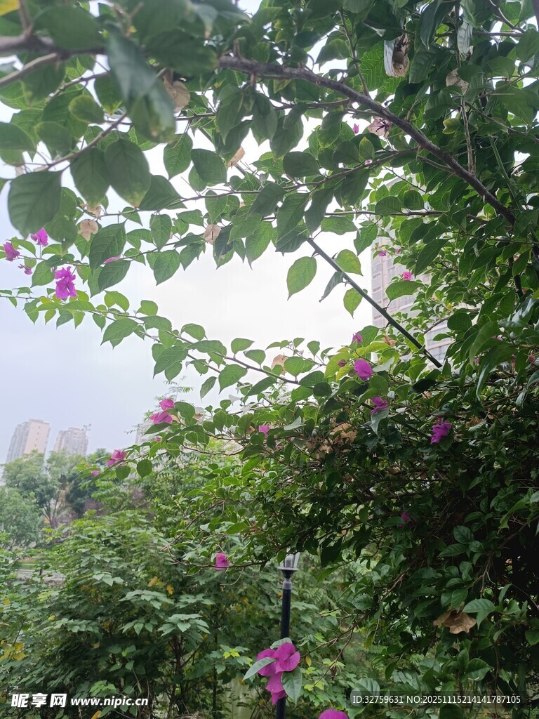 绿叶间绽放的娇艳紫花