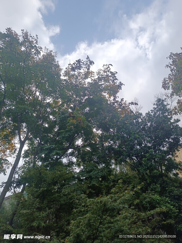 仰视茂密树林与蓝天白云