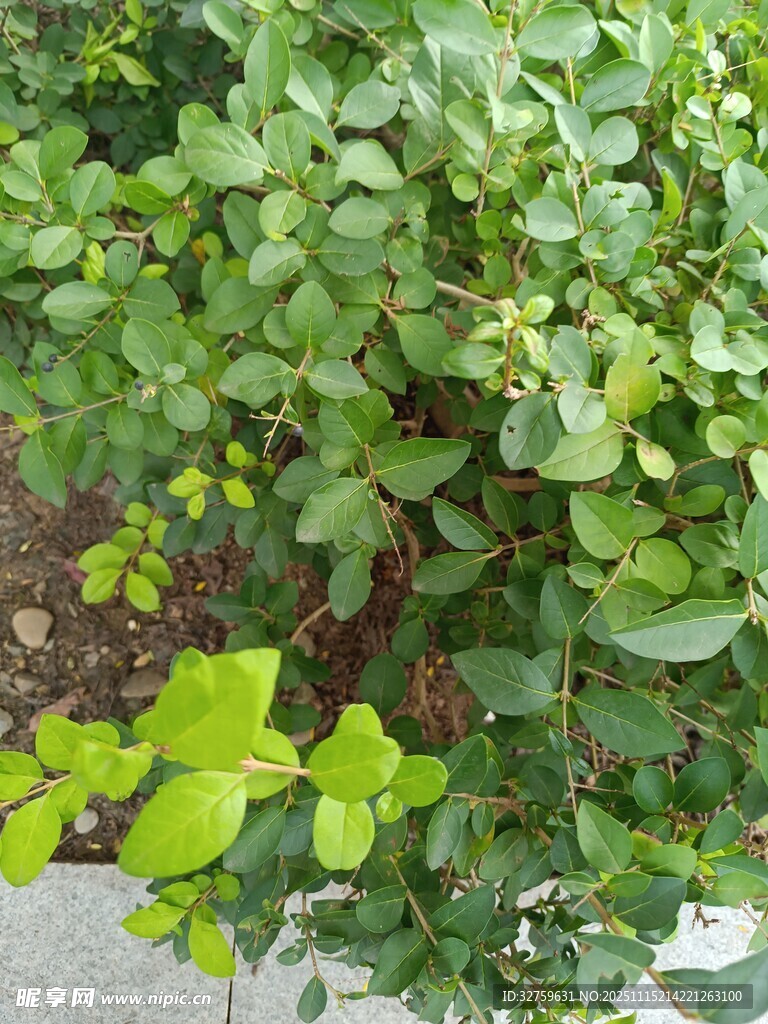 绿叶繁茂的植物景观