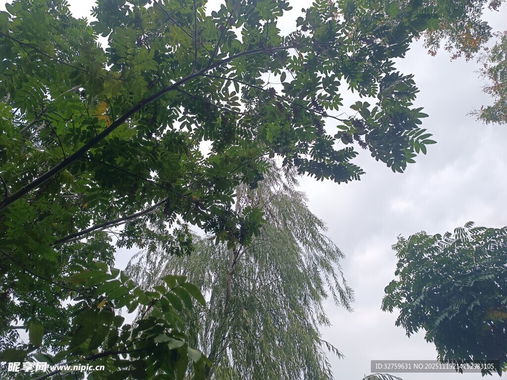 绿树成荫的自然景象